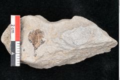 Foto (Detailansicht) von Carpolithes sp. (NHMW-GEO-2024-0188-10166)